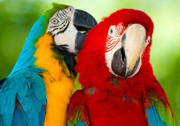 Macaw Parrots - Image 5