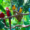 Macaw Parrots - Image 6