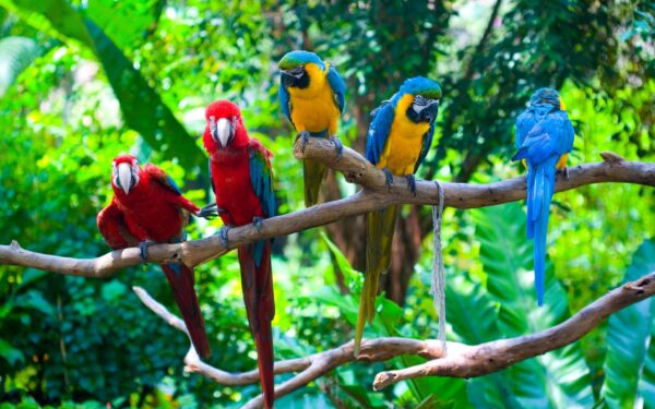 Macaw Parrots - Image 6