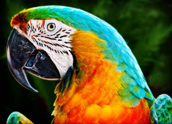 Macaw Parrots - Image 2