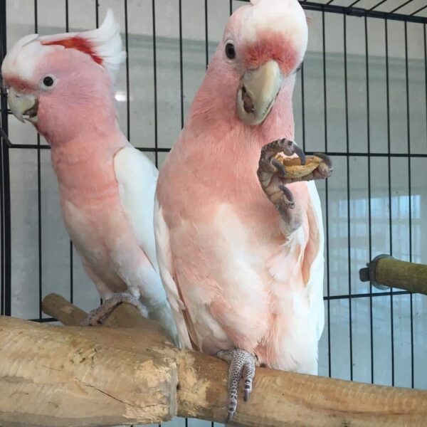 Major Mitchell Cockatoos Parrot