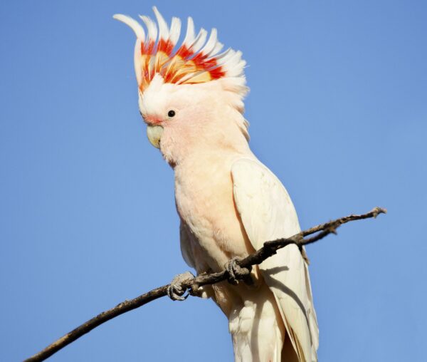 Major Mitchell Cockatoos Parrot - Image 4