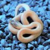Marbled Children's Pythons