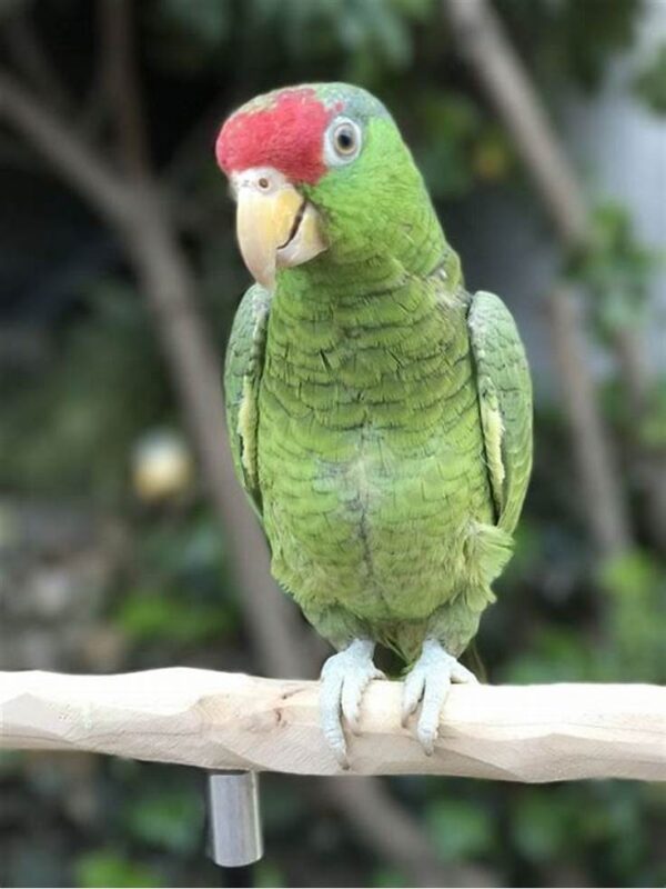 Mexican Red-Headed Amazon - Image 4