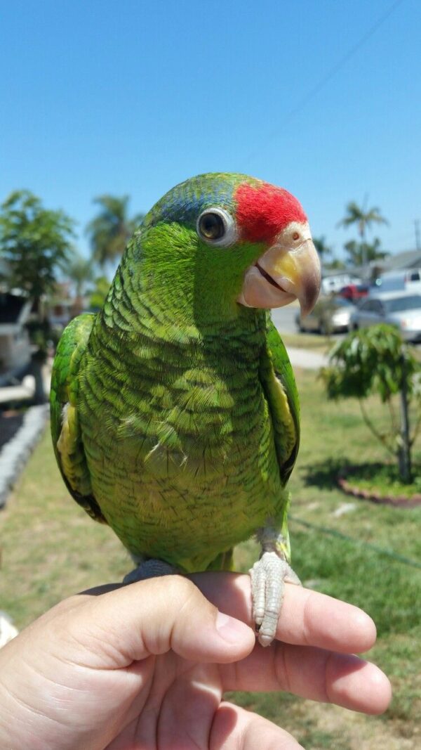 Mexican Red-Headed Amazon - Image 2