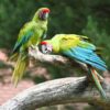 Military Macaw parrots - Image 3