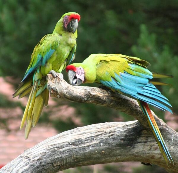 Military Macaw parrots - Image 3