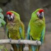 Military Macaw parrots - Image 4
