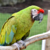 Military Macaw parrots