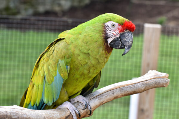 Military Macaw parrots