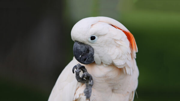 Moluccan Cockatoos birds - Image 3