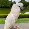 Moluccan Cockatoos birds