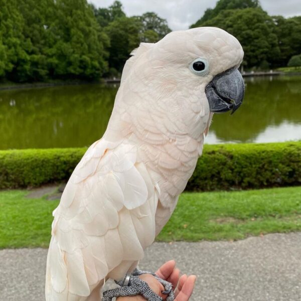 Moluccan Cockatoos birds