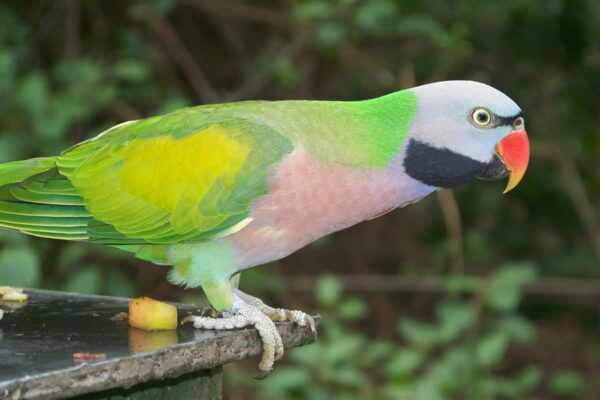 Moustached Parakeets parrots - Image 3