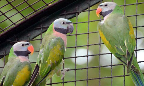 Moustached Parakeets parrots