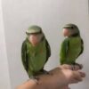ALEXANDRINE RINGNECK PARAKEET PARROTS - Image 3