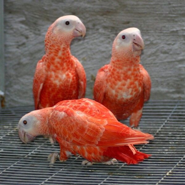 Mutation African grey parrot - Image 3