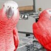 Mutation African grey parrot