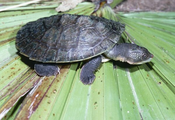 Northern Snapping Turtles