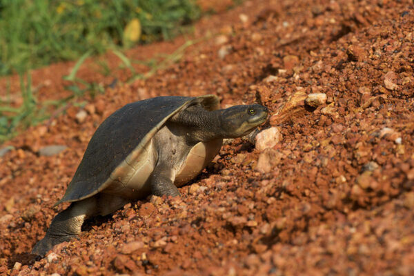 Northern Snapping Turtles - Image 3