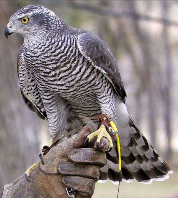 Northern goshawk Falcon sale - Image 3