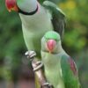 ALEXANDRINE RINGNECK PARAKEET PARROTS