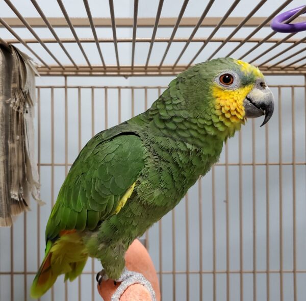 Other Amazon Birds / Parrots For Sale - Image 3