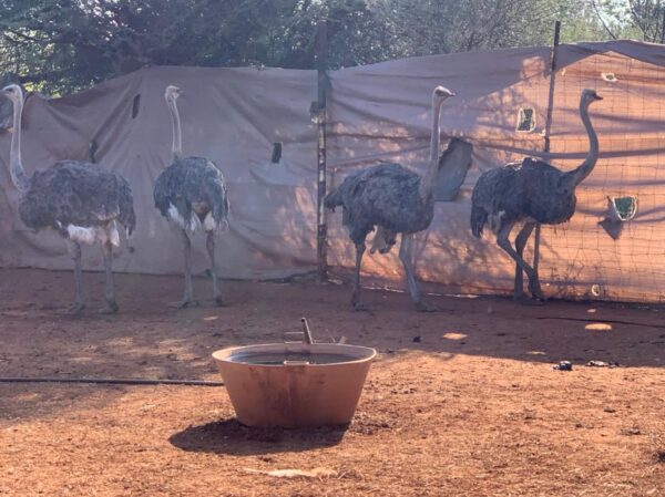 Adult ostriches - Image 3