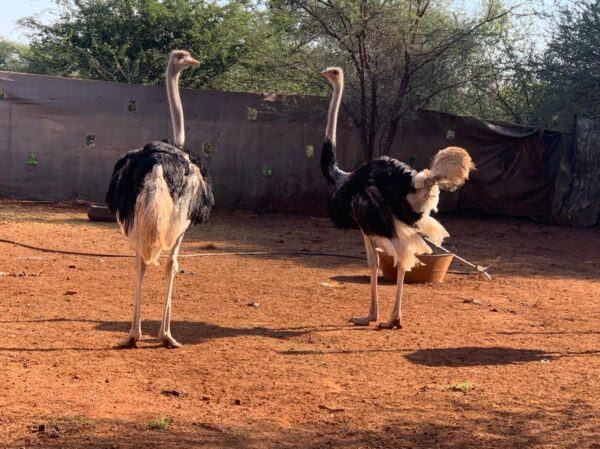 Adult ostriches - Image 4