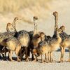 Ostrich Chicks - 3 to 10 Month Old - Image 2