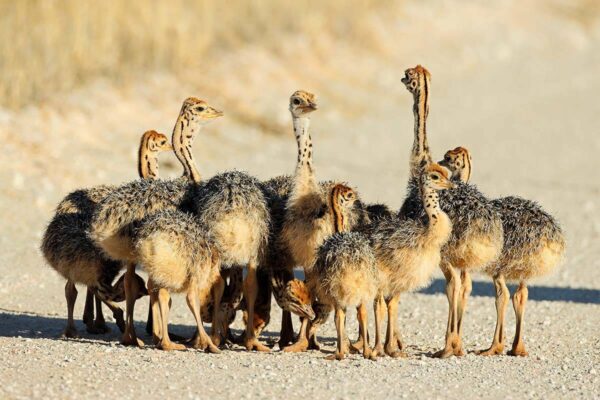 Ostrich Chicks - 3 to 10 Month Old - Image 2