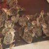 Ostrich Chicks - 3 to 10 Month Old - Image 3
