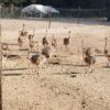Ostrich Chicks - 3 to 10 Month Old
