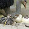 Ostrich Chicks - 3 to 10 Month Old - Image 5