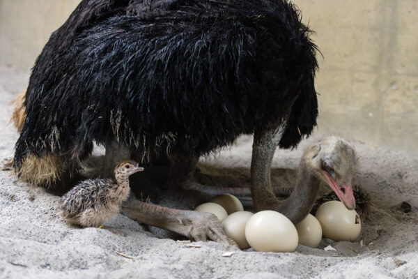 Ostrich Eggs - Image 4