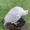 Peregrine Falcon for sale - Image 3