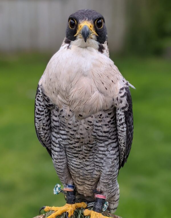 Peregrine Falcon for sale