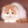 Persian kittens - Image 2