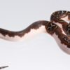 Pied 66% Het Caramel Granite  Pythons - Image 2