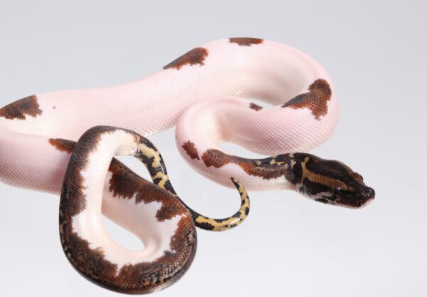 Pied 66% Het Caramel Granite  Pythons