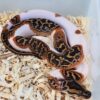 Pied 66% Het Caramel Granite  Pythons - Image 4