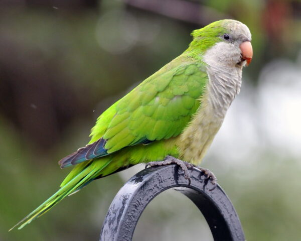 Quaker Parrots - Image 4