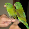 Orange-chinned Parakeet