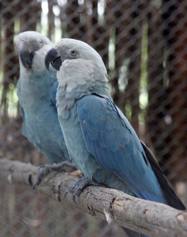 Spix’s Macaw Parrots