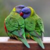 Rainbow Lorikeet birds - Image 4