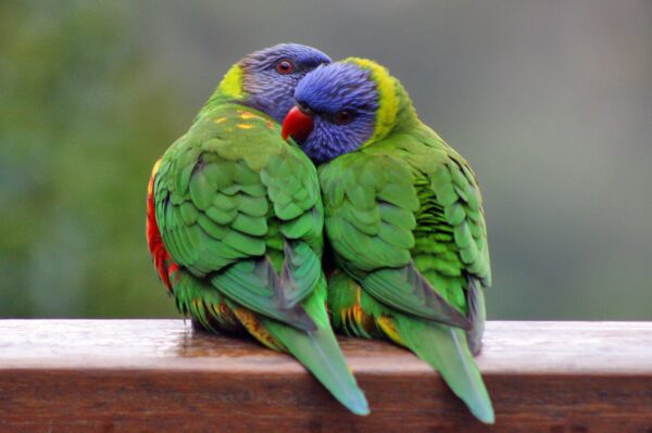 Rainbow Lorikeet birds - Image 4