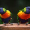Rainbow Lorikeet birds