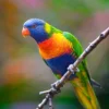 Rainbow Lorikeet birds - Image 2