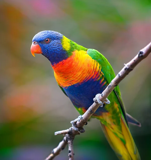 Rainbow Lorikeet birds - Image 2