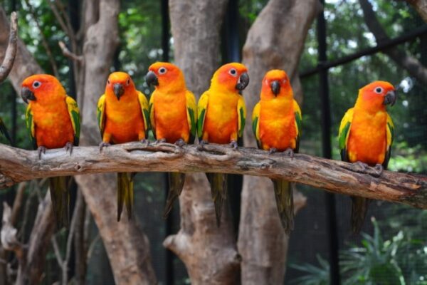 Red Conure Birds for sale - Image 3